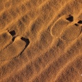 Dromedarspuren im Sand